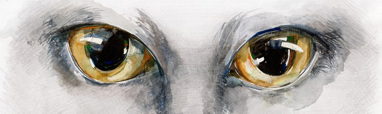 Animal Art by Wall Art Prints