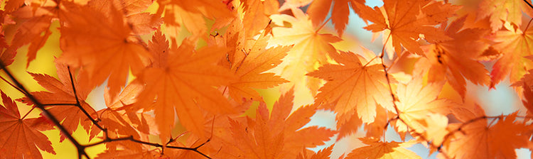 Autumn Art by Wall Art Prints