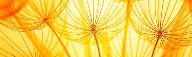 Nature Photography by Wall Art Prints