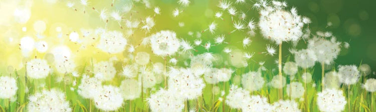 Spring Pictures by Wall Art Prints