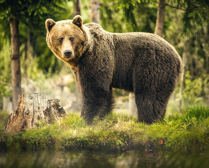 Brown bear surprise