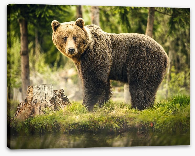Brown bear surprise