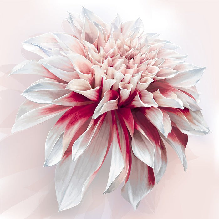 Dahlia delight