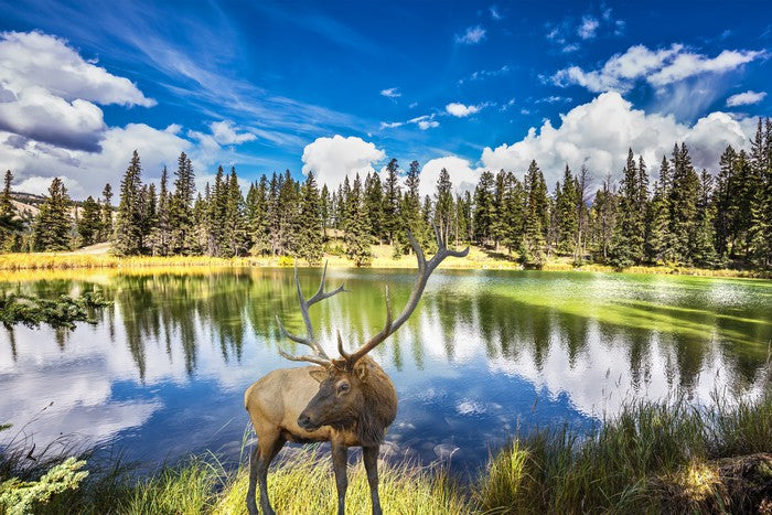 Red deer by the lake