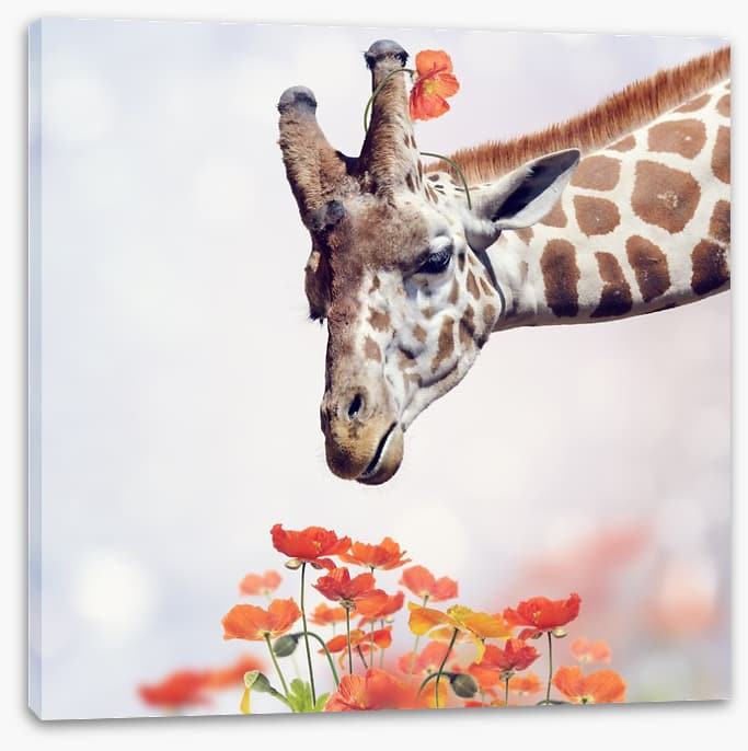 Tall poppy treat