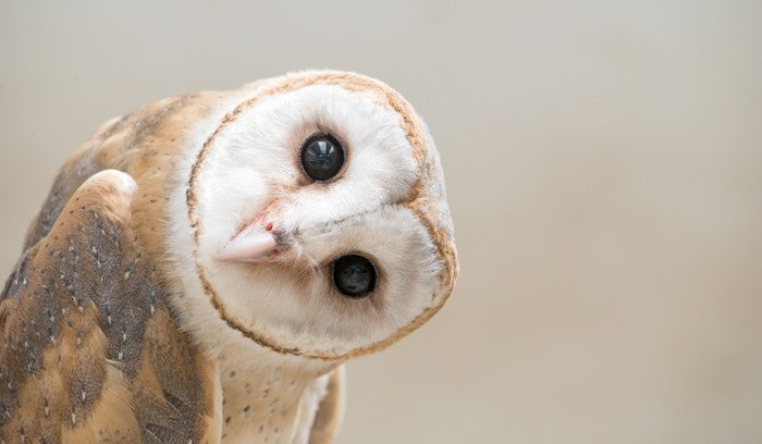 I'll be watching you
