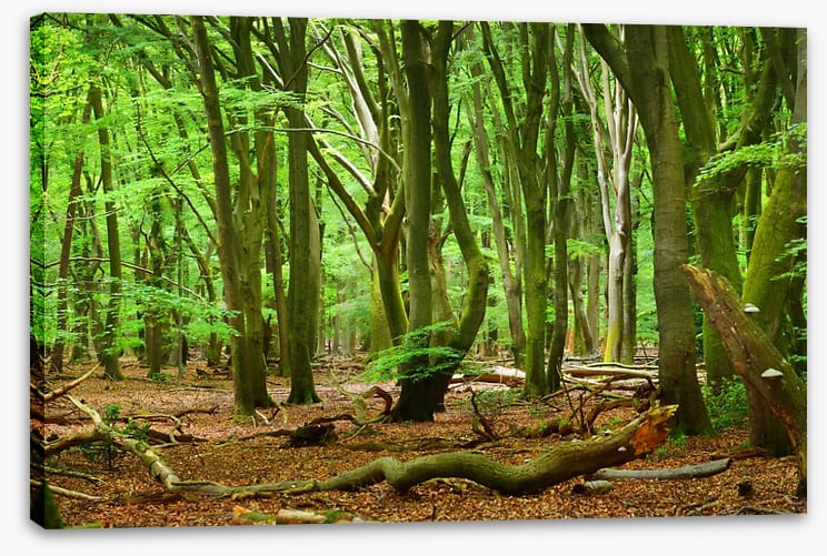 Forests