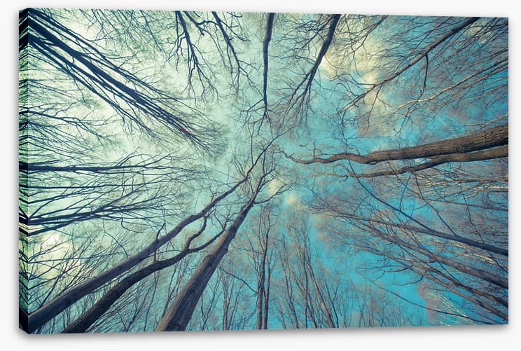 Skeleton forest