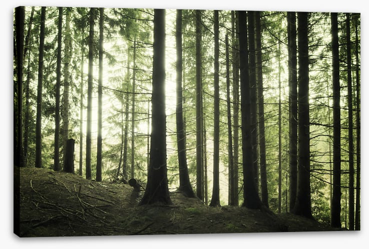 Forests