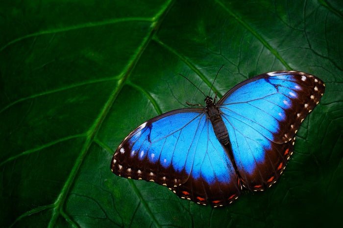 Butterflies