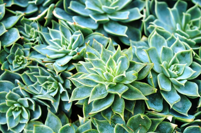 Succulent rosettes