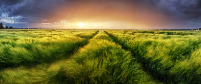 Meadows