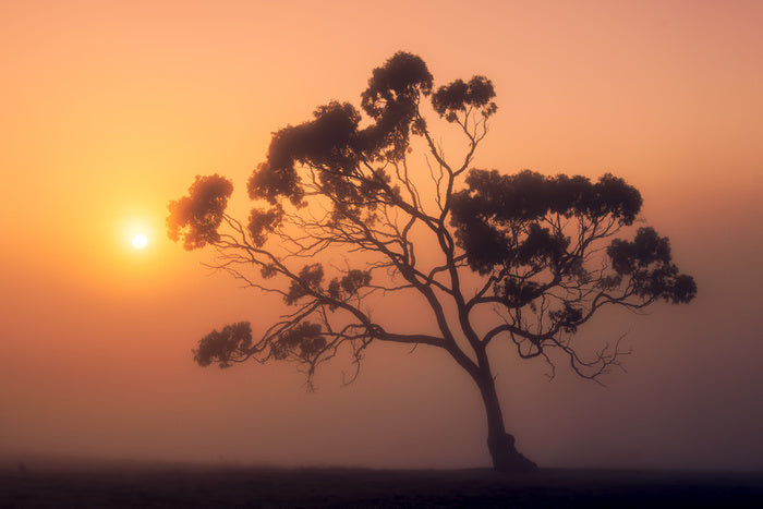 Trees