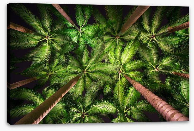 Palms by night