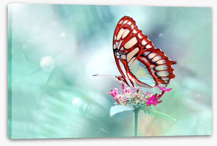 Insects