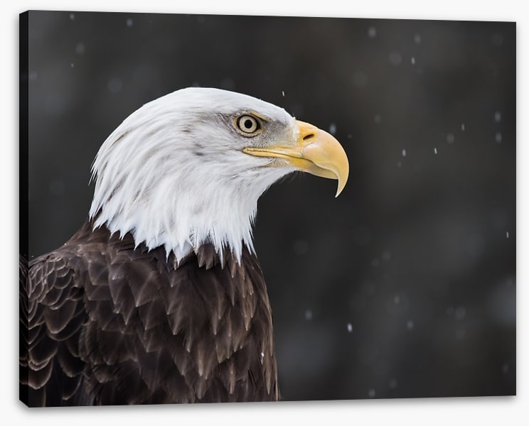 Eagle eyed