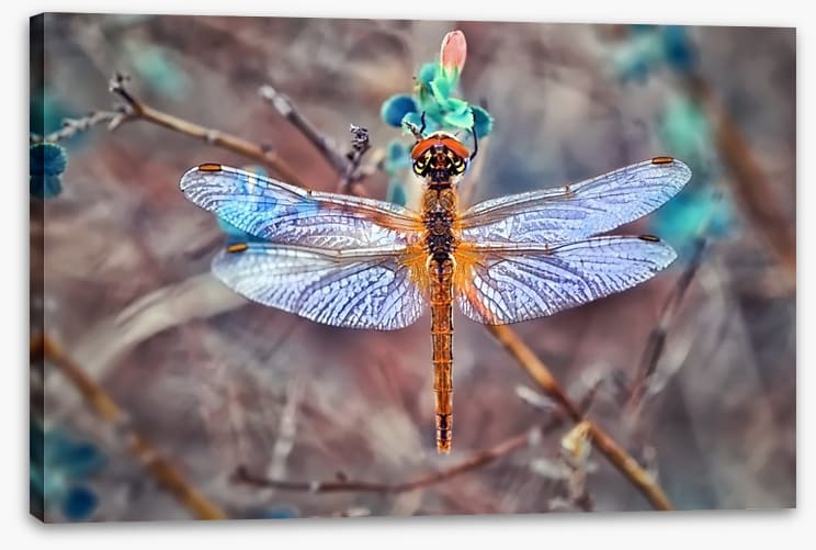 A dragonfly day