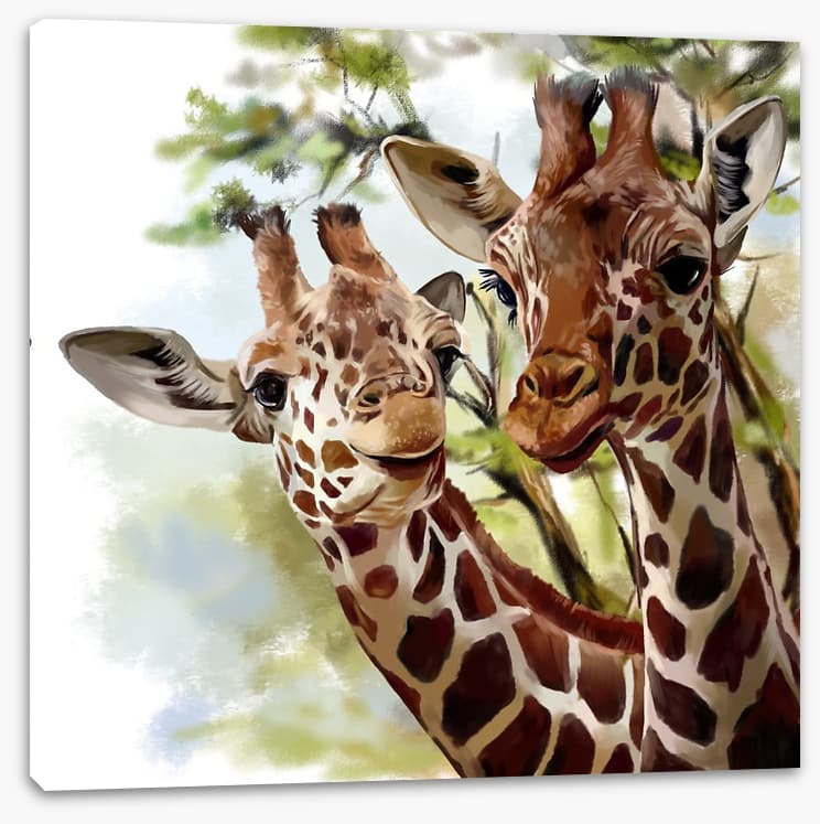 Giraffe and calf