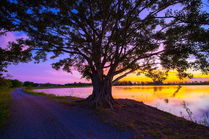 Beyond the big tree