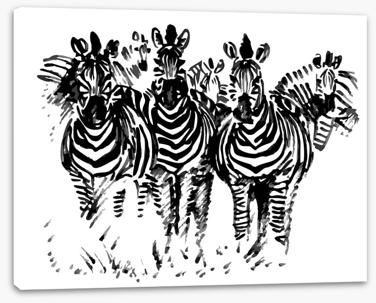 A dazzle of zebras