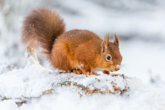 Snowy squirrel