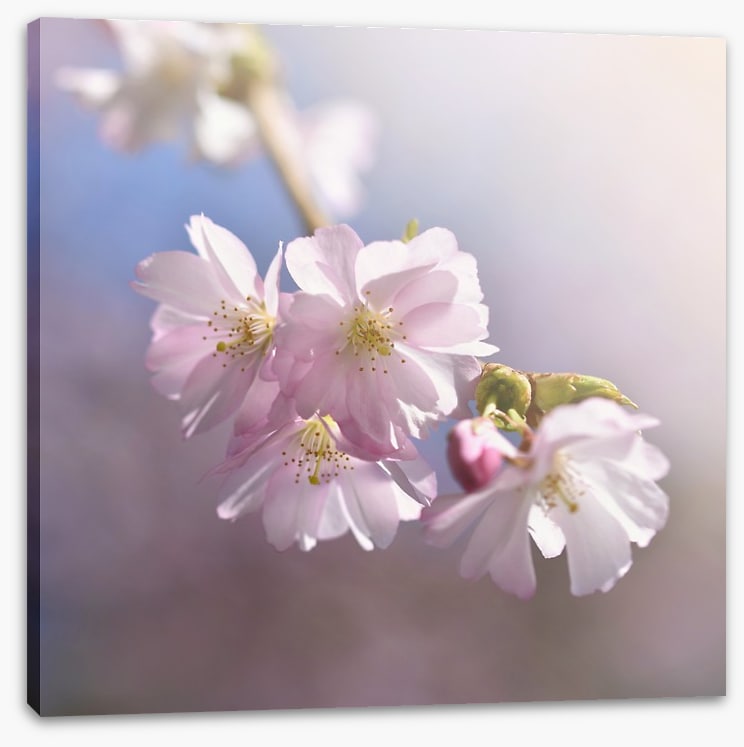 Spring sun sakura