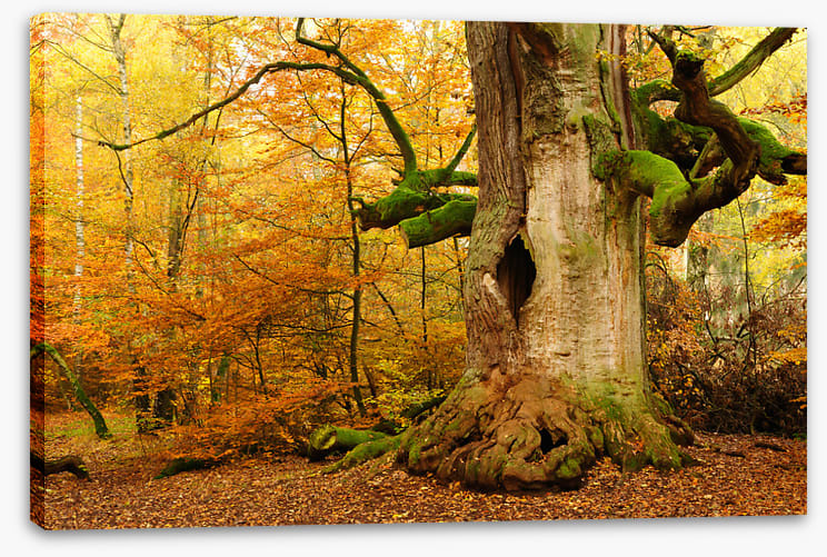 Where the fairies live
