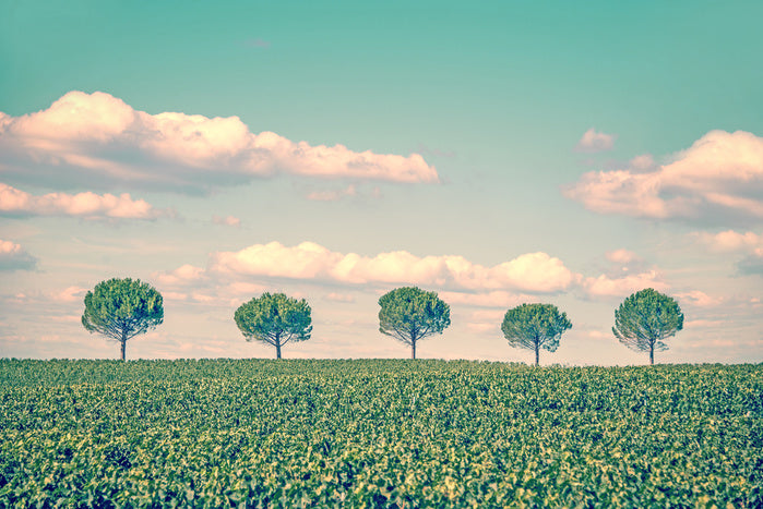 Five trees