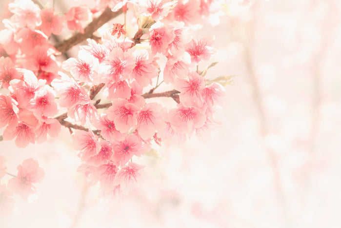 Soft sakura