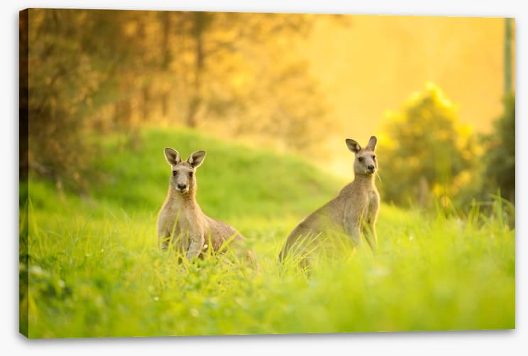 Sundown roos