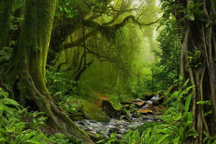Jungle river