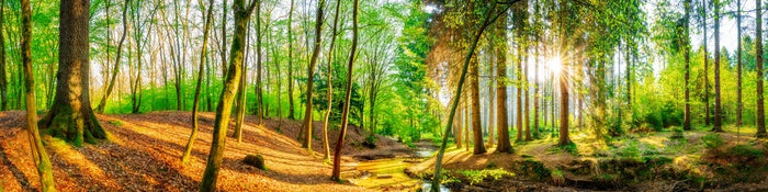 Sunbeam stream panorama