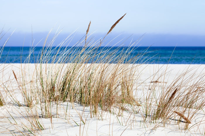 Sandgrass