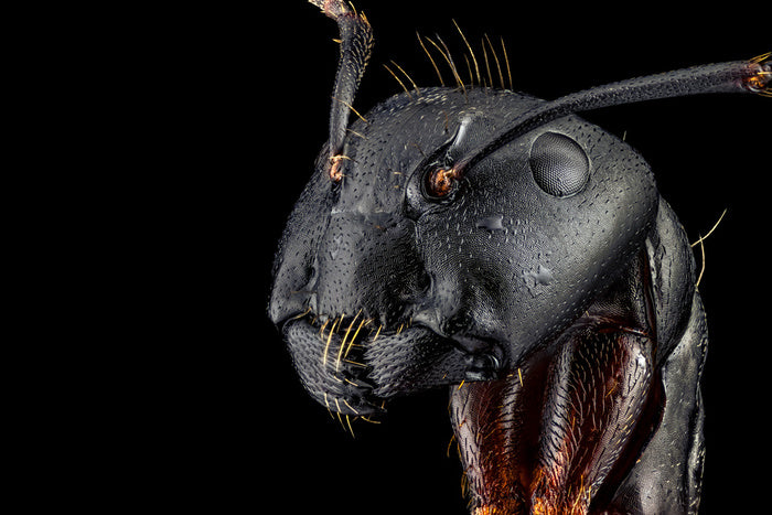 Insects
