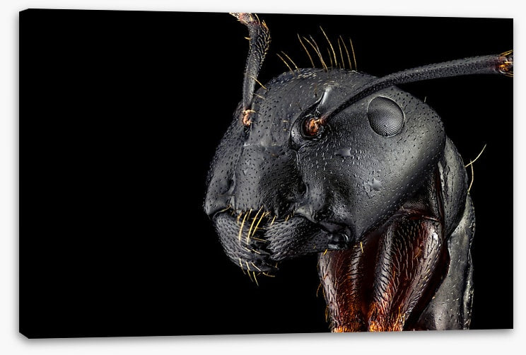 Insects