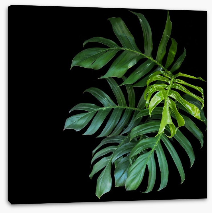 Midnight monstera
