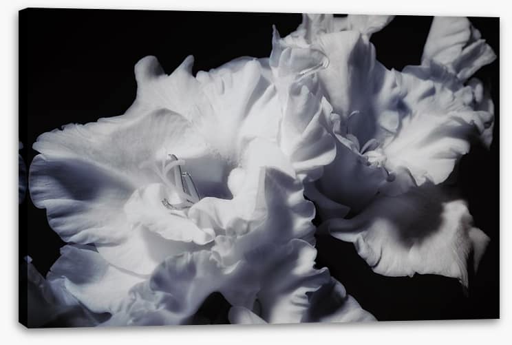 Gladiolus glory