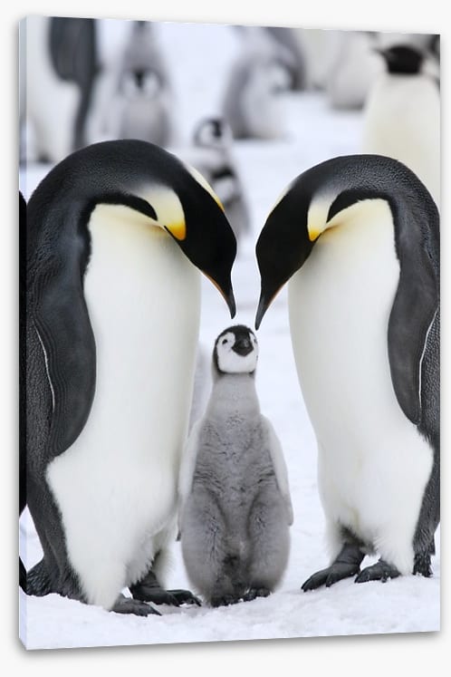 Family love