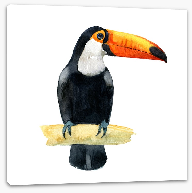 One toucan
