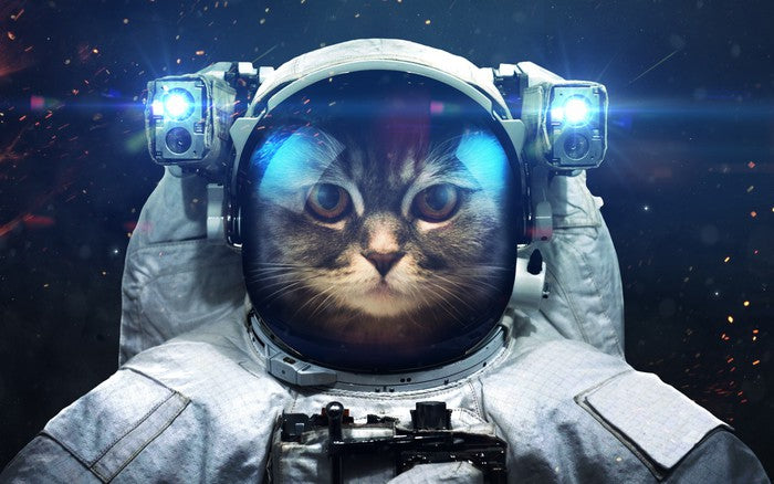 Space cat