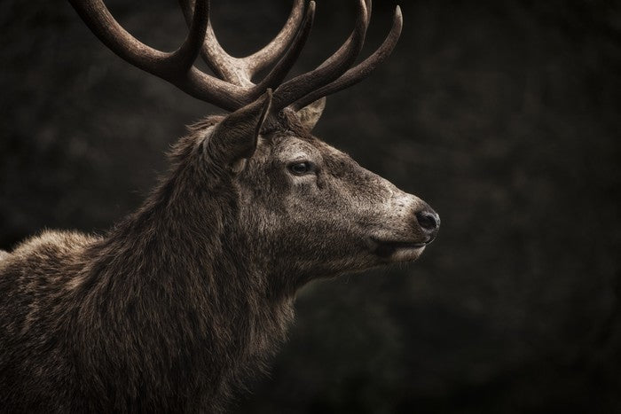 Stag night