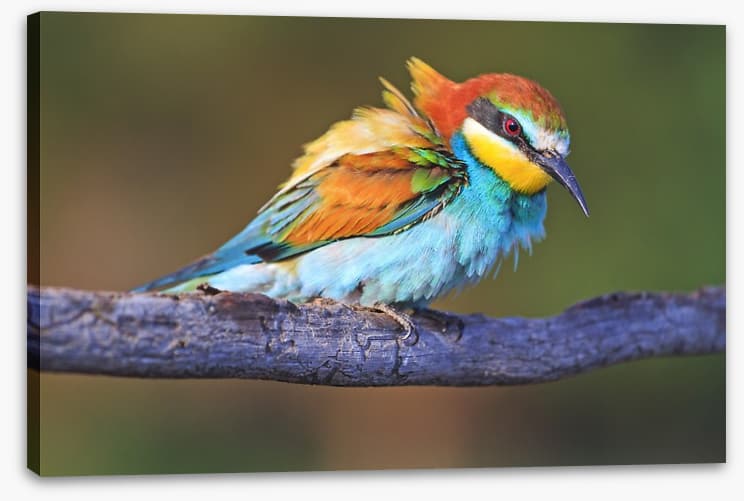Ruffled feathers