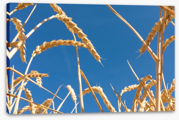 Agriculture