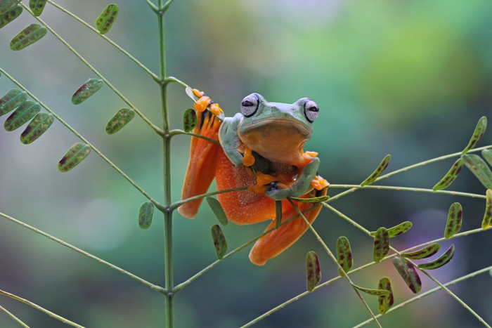 Reptiles / Amphibian