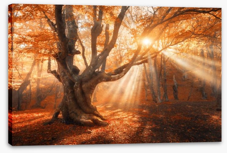 Aethereal autumn light