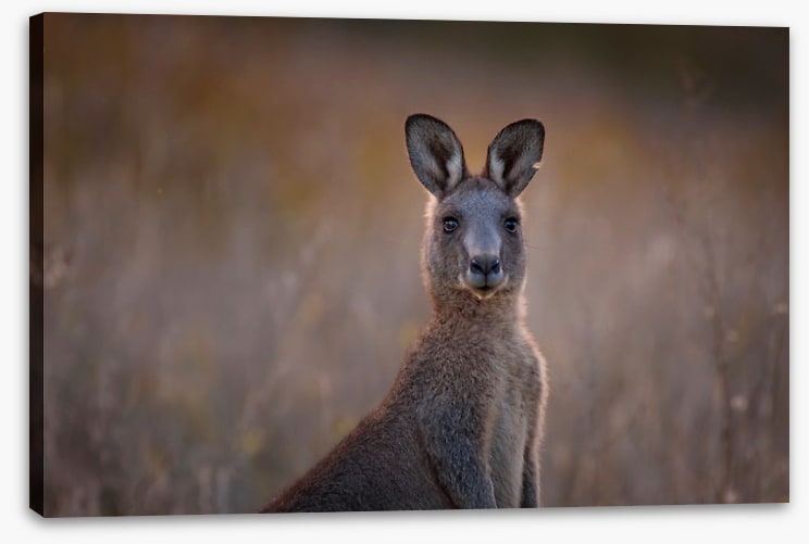 Wary wallaby