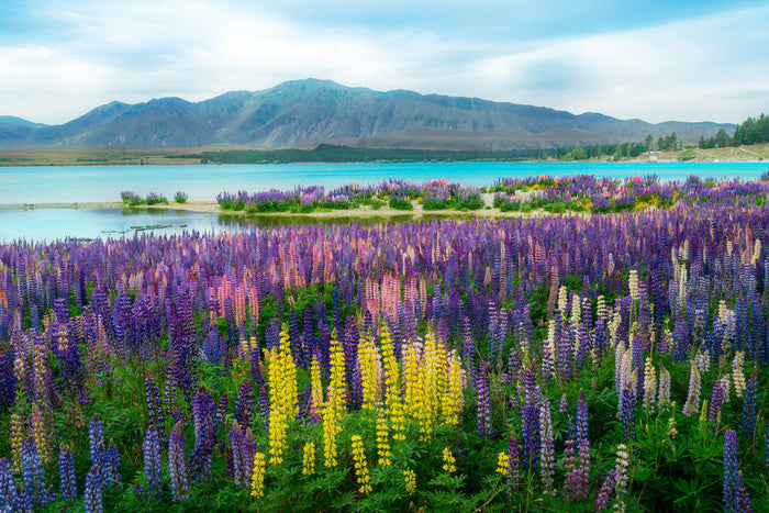 New Zealand