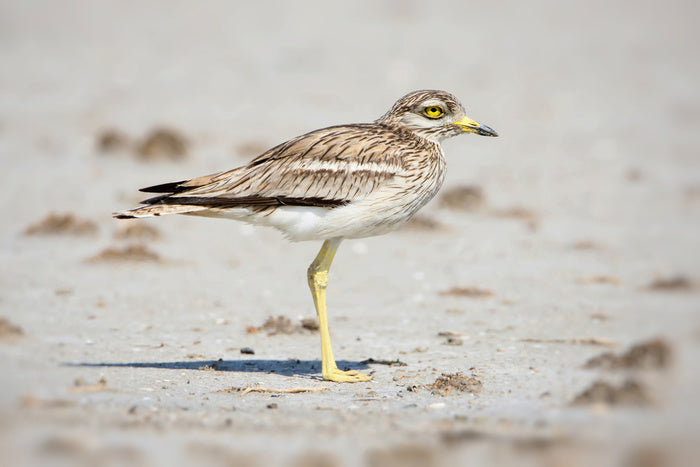 Solitary stone curlew