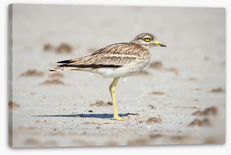 Solitary stone curlew
