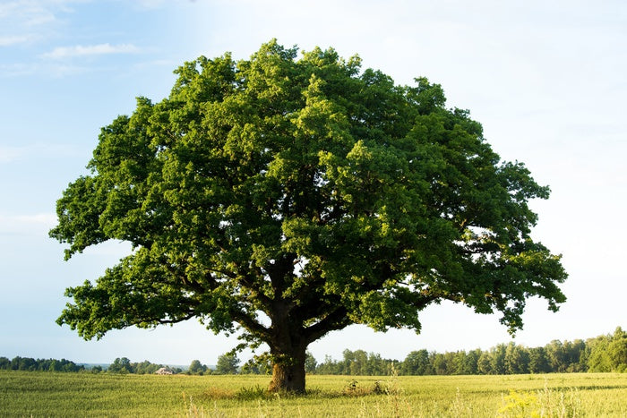 The great oak